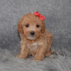 Teddypoo Puppy For Sale – Aurora, Female – Deposit Only