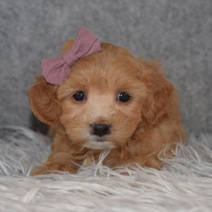 Maltipoo Puppy For Sale – Cali, Female – Deposit Only