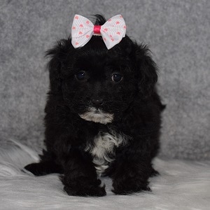 Teddypoo Puppy For Sale – Calliope, Female – Deposit Only