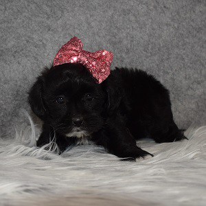 Teddypoo Puppy For Sale – Callista, Female – Deposit Only