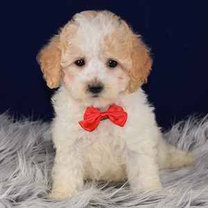 Male Maltipoo Puppy For Sale Chappy | Puppies For Sale in ...