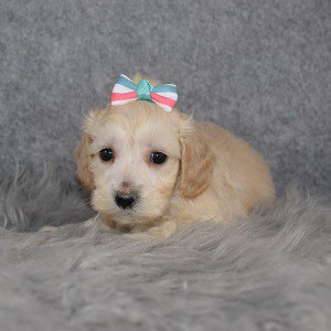 Maltipoo Puppy For Sale – Coral, Female – Deposit Only