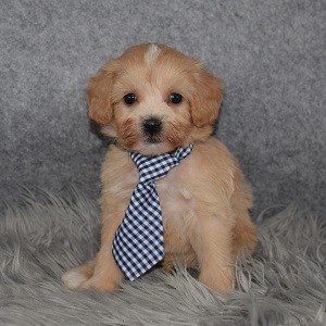 Teddypoo Puppy For Sale – Dane, Male – Deposit Only