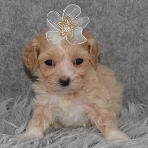 Maltipoo Puppy For Sale – Delia, Female – Deposit Only