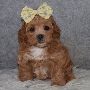 Teddypoo Puppy For Sale – Ginger, Female – Deposit Only