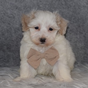Maltipoo Puppy For Sale – Leo, Male – Deposit Only