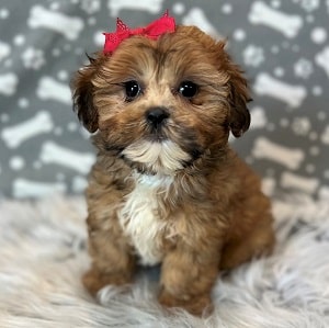 Teddypoo Puppy For Sale – Margarita, Female – Deposit Only