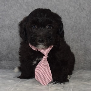 Maltipoo Puppy For Sale – Midnight, Male – Deposit Only