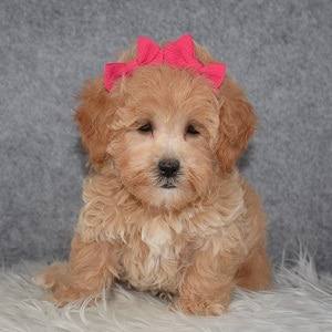 Teddypoo Puppy For Sale – Nutmeg, Female – Deposit Only