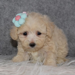 Maltipoo Puppy For Sale – Patience, Female – Deposit Only