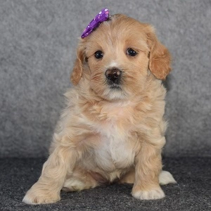 Teddypoo Puppy For Sale - Renley, Female - Deposit Only