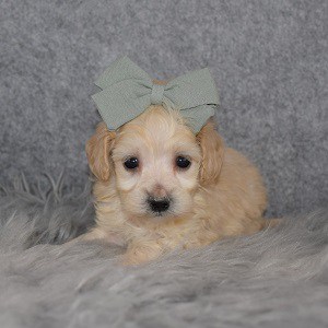 Maltipoo Puppy For Sale – Sage, Female – Deposit Only