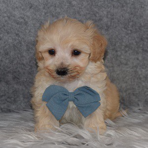 Maltipoo Puppy For Sale – Scorpio, Male – Deposit Only