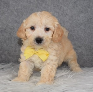 Maltipoo Puppy For Sale – Teddy, Male – Deposit Only