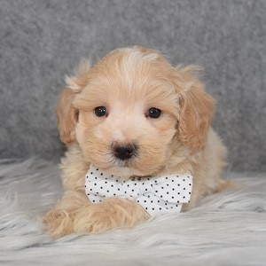 Maltipoo Puppy For Sale – Tommy, Male – Deposit Only