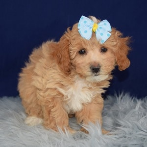 Tulip Teddypoo puppy for sale in MD