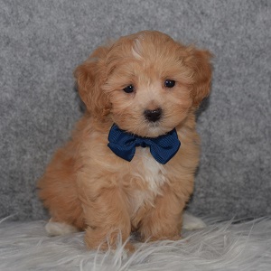 Maltipoo Puppy For Sale – Twilight, Male – Deposit Only