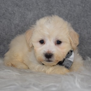 Maltichon Puppy For Sale – Hamilton, Male – Deposit Only
