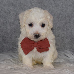 Maltichon Puppy For Sale – Vito, Male – Deposit Only