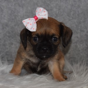 CavaJug Puppy For Sale – Amber, Female – Deposit Only