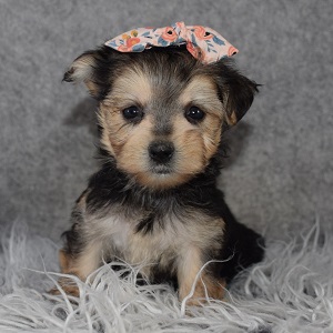 Morkie Puppy For Sale – Brighton, Female – Deposit Only