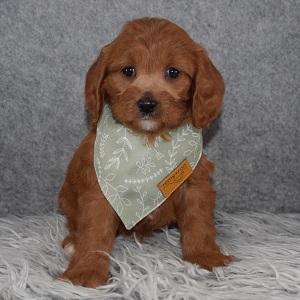 Cavapoo Puppy For Sale – Elliot, Male – Deposit Only