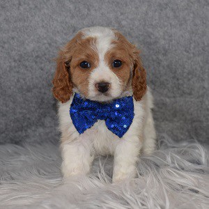 Cavapoo Puppy For Sale – Gemini, Male – Deposit Only