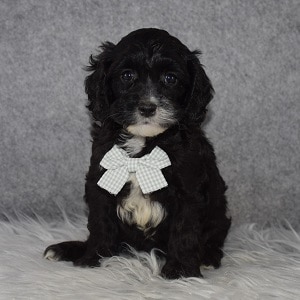 Cavapoo Puppy For Sale – Hamlet, Male – Deposit Only