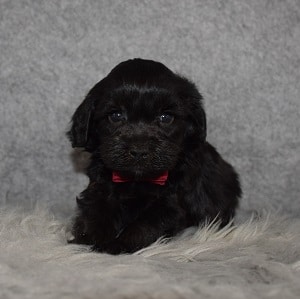 Havapoo Puppy For Sale – Happy, Male – Deposit Only