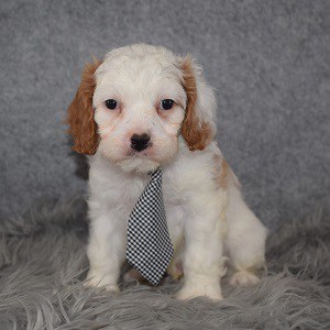Cavapoo Puppy For Sale – Jessup, Male – Deposit Only