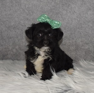 Morkie Puppy For Sale – Odette, Female – Deposit Only