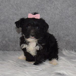 Morkie Puppy For Sale – Olive, Female – Deposit Only