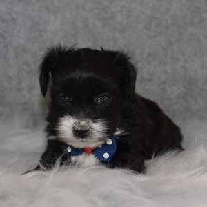 Morkie Puppy For Sale – Washington, Male – Deposit Only