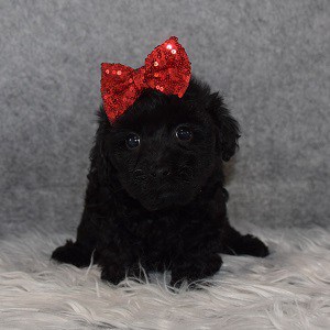 Yorkiepoo Puppy For Sale – Amaya, Female – Deposit Only