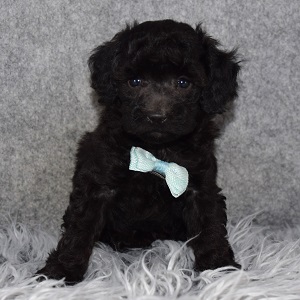 Poodle Puppy For Sale – Breezy, Male – Deposit Only