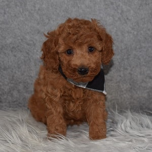 Poodle Puppy For Sale – Cap’n Crunch, Male – Deposit Only