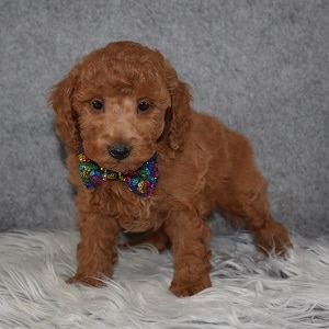 Poodle Puppy For Sale – Chex, Male – Deposit Only