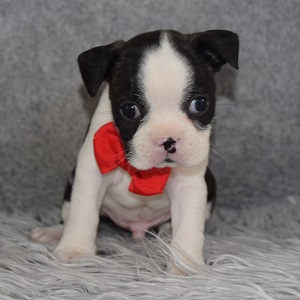 Boston Terrier Puppy For Sale – Dudley, Male – Deposit Only