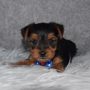 Yorkie Puppy For Sale – Hopper, Male – Deposit Only