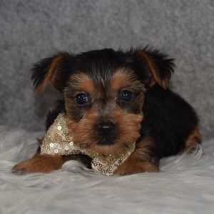 Yorkie Puppy For Sale – Hunter, Male – Deposit Only