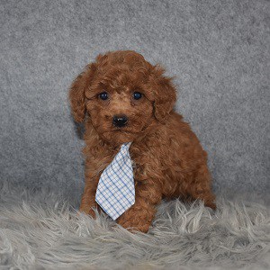 Poodle Puppy For Sale – Huxley, Male – Deposit Only