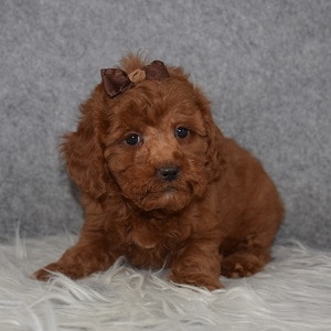 Poodle Puppy For Sale – Lindsey, Female – Deposit Only
