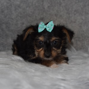 Yorkie Puppy For Sale – Lulu, Female – Deposit Only