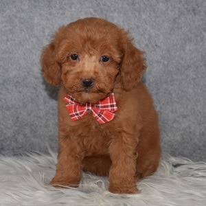 Poodle Puppy For Sale – Lynden, Male – Deposit Only