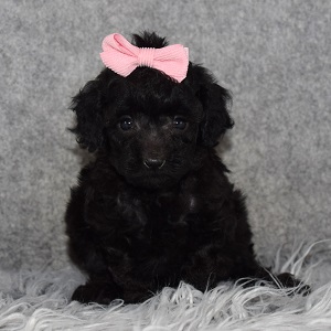 Poodle Puppy For Sale – Misty, Female – Deposit Only