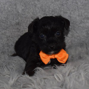 Yorkiepoo Puppy For Sale – Nyeusi, Male – Deposit Only