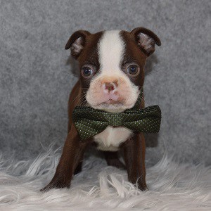 Boston Terrier Puppy For Sale – Reuben, Male – Deposit Only
