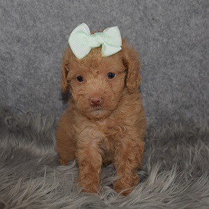 Poodle Puppy For Sale – Rogue, Female – Deposit Only