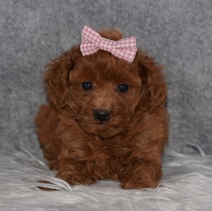 Poodle Puppy For Sale – Sugar Plum, Female – Deposit Only