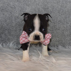 Boston Terrier Puppy For Sale – Trooper, Male – Deposit Only